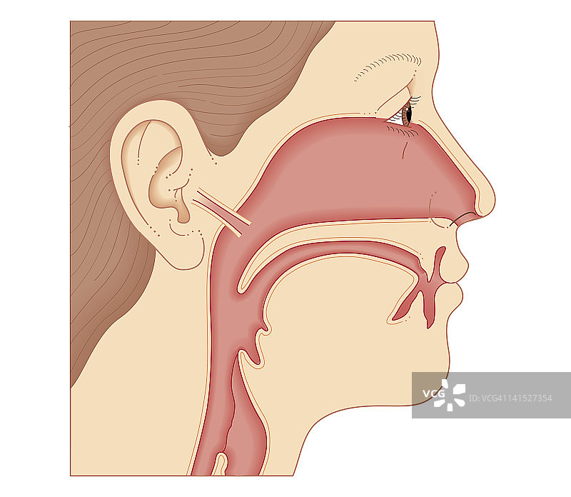 耳、鼻、喉之间联系的生物医学横截面图图片素材