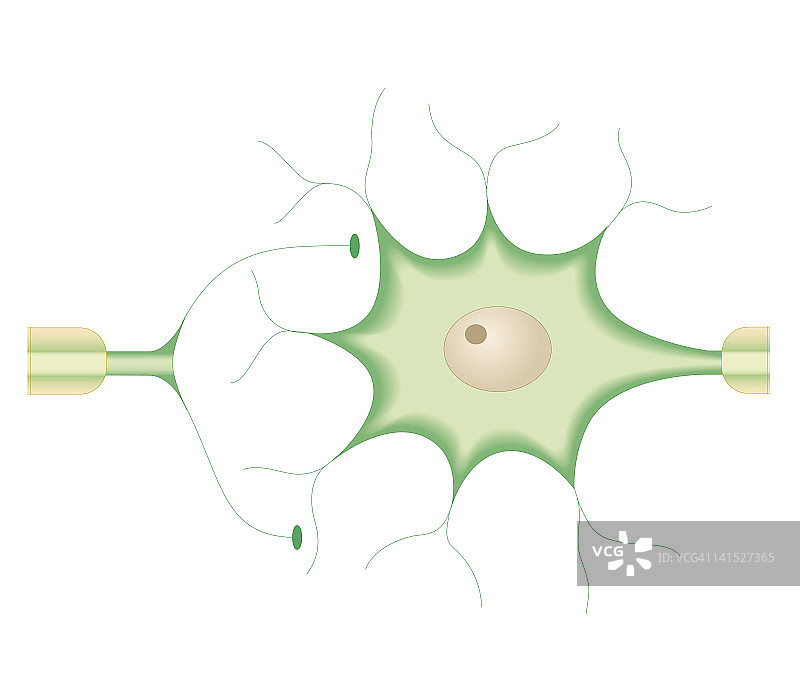 神经细胞突触的生物医学横截面图图片素材