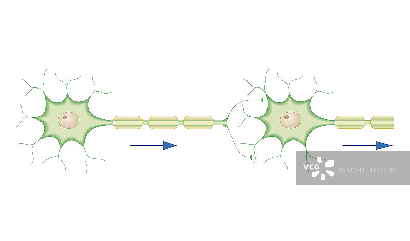 神经信号的电和化学传导的生物医学横截面图图片素材