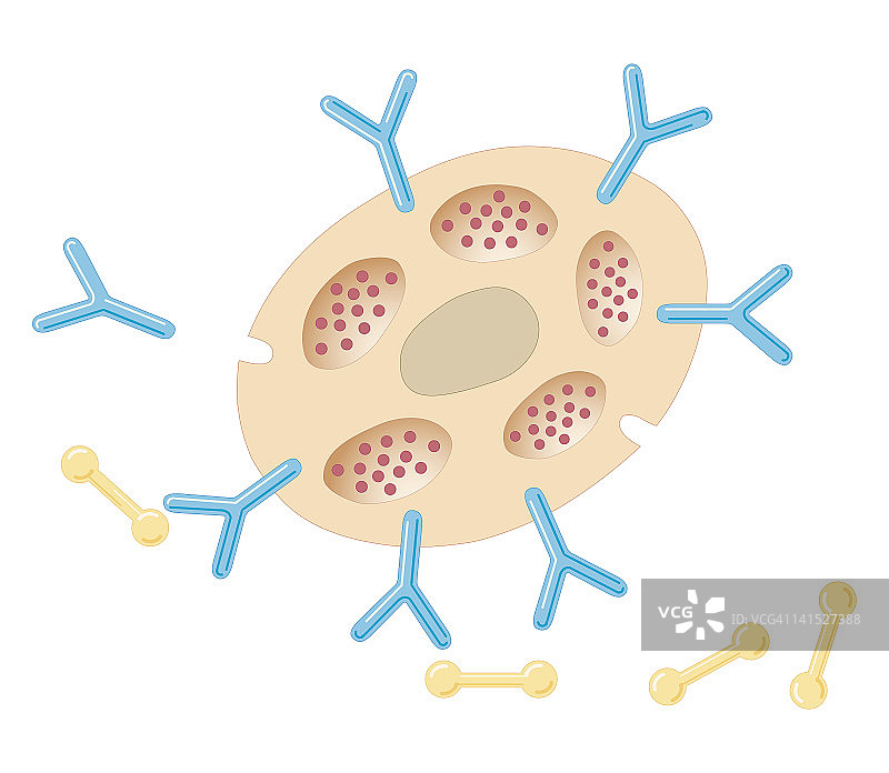 抗体与肥大细胞结合的生物医学横截面图（过敏原暴露后）图片素材