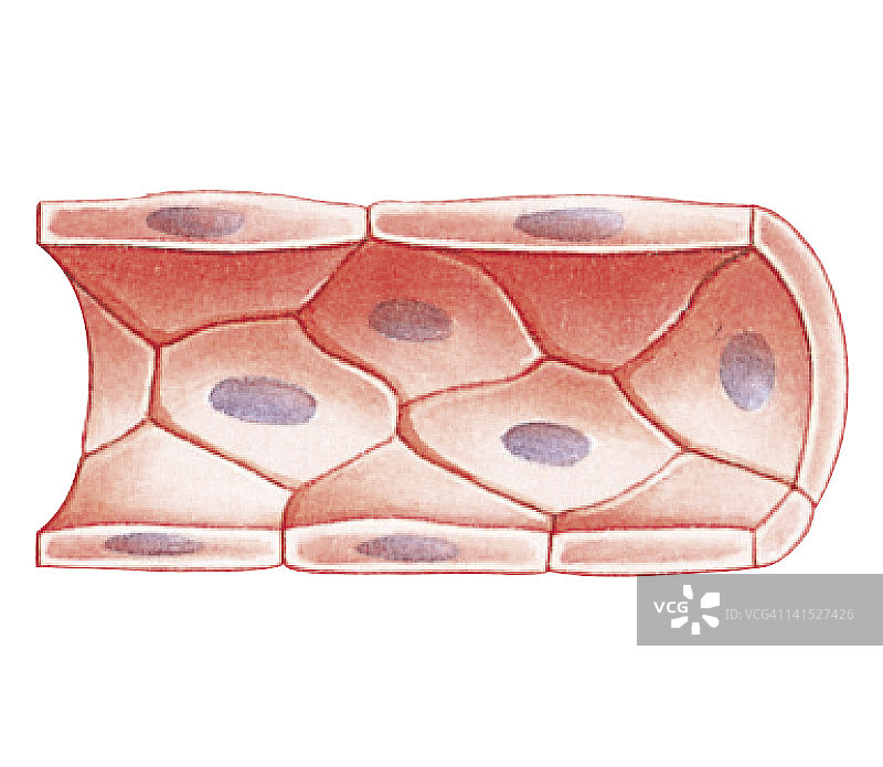显示内皮细胞和膜的毛细血管（血管）生物医学横截面图图片素材