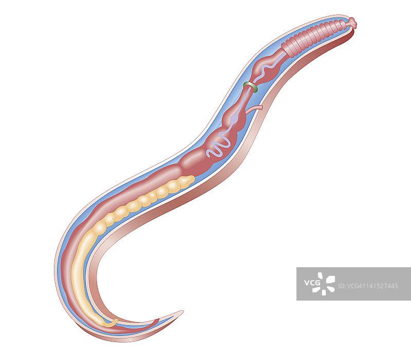 蛔虫（线虫）的生物医学解剖横截面图图片素材