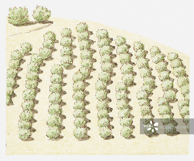 圣安地列斯断层线附近的树木插画图片素材