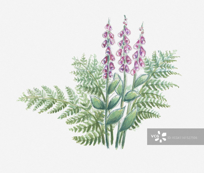毛地黄插画图片素材
