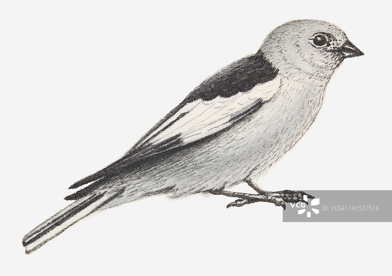 雪鹀插画图片素材