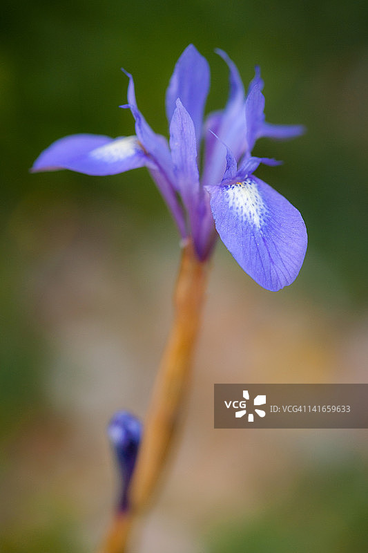 香彩雀图片素材
