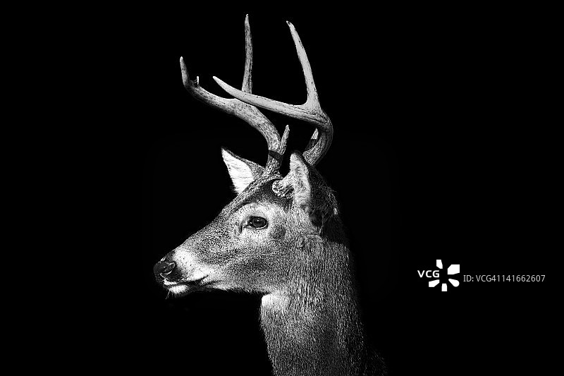 黑白雄鹿图片素材