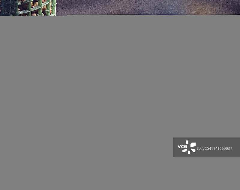 蓝山雀在坚果喂食器上图片素材