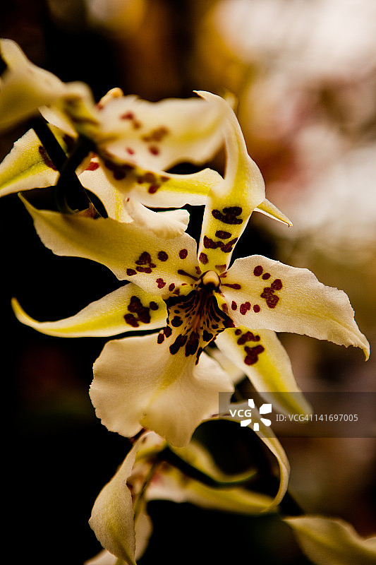深切兰花协会第15届年度兰花展图片素材