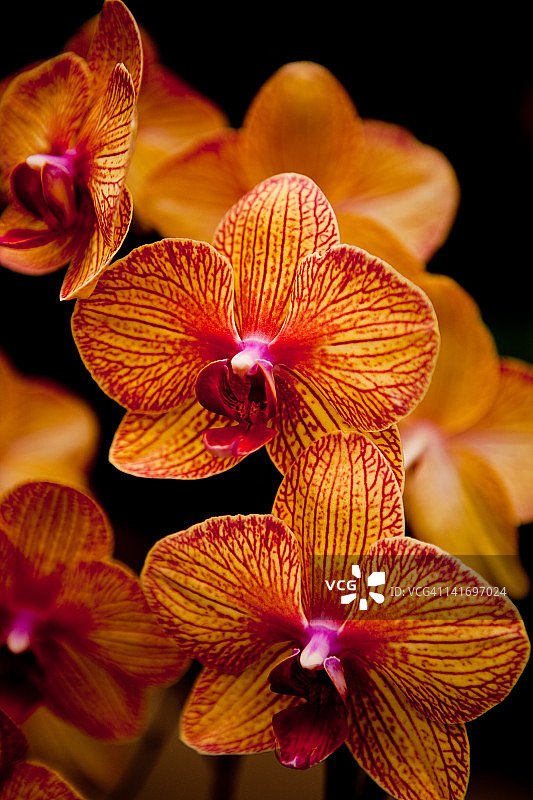 深切兰花协会第15届年度兰花展图片素材