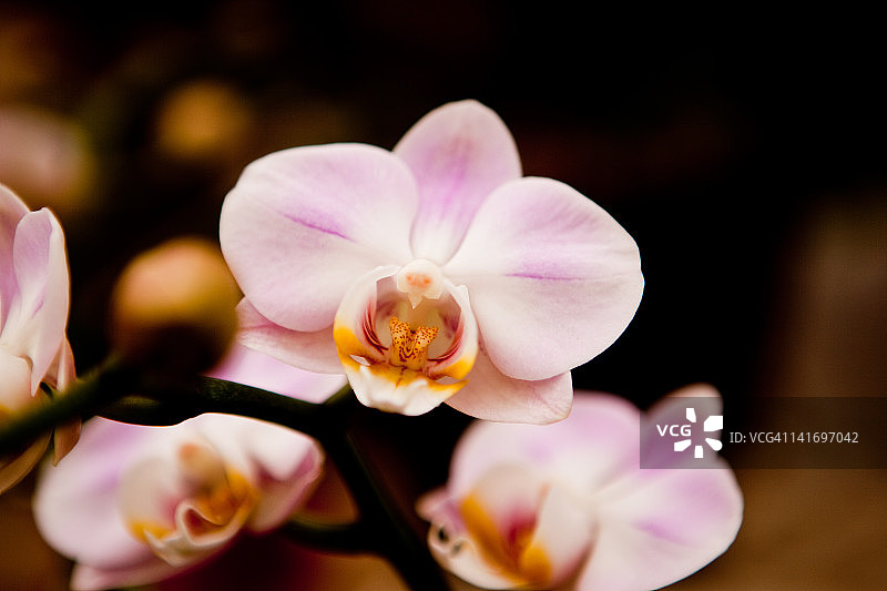 兰花的花图片素材