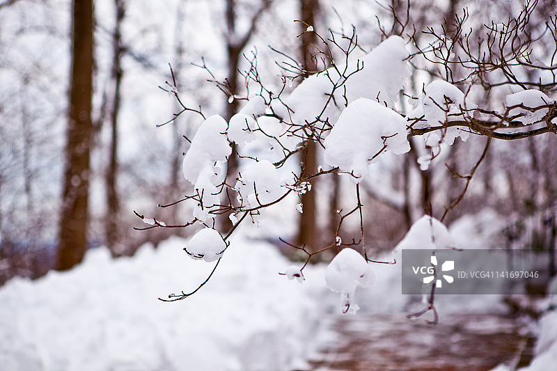 雪覆盖的树枝图片素材