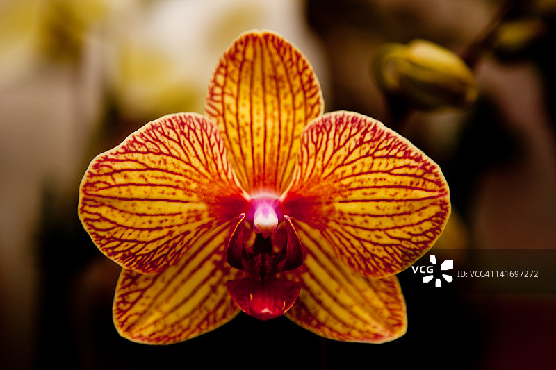 兰花的花图片素材