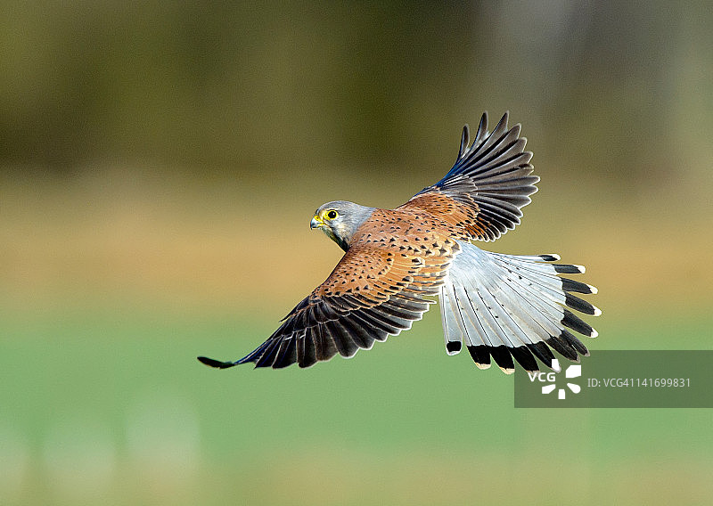 红隼鸟图片素材