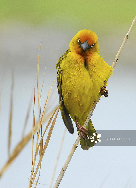 织布鸟图片素材