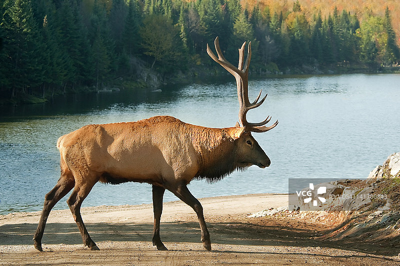 马鹿漫步图片素材