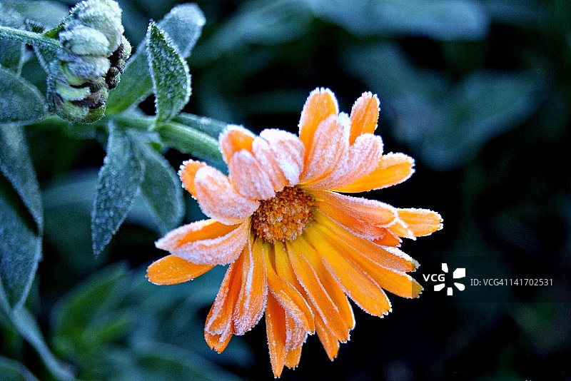 霜冻雏菊图片素材