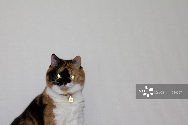 猫咪看着镜头图片素材