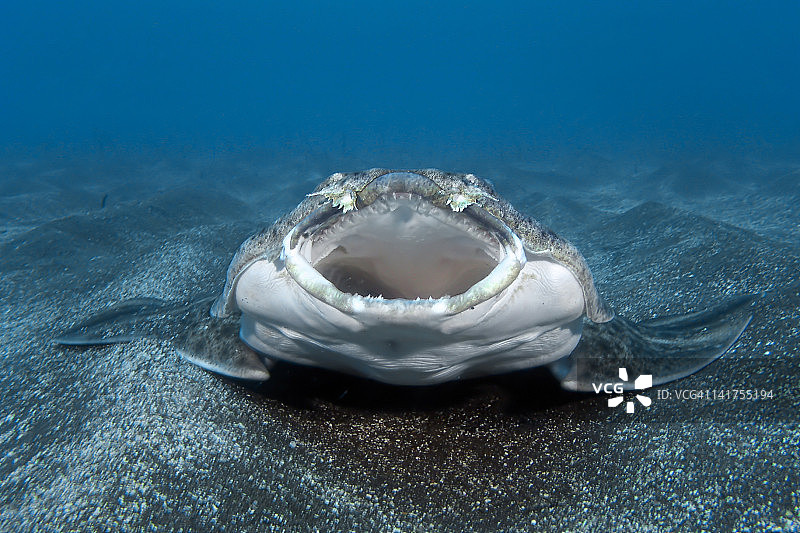 安琪鲨图片素材