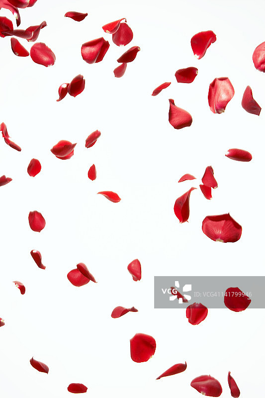红色玫瑰的自由舞动花瓣图片素材