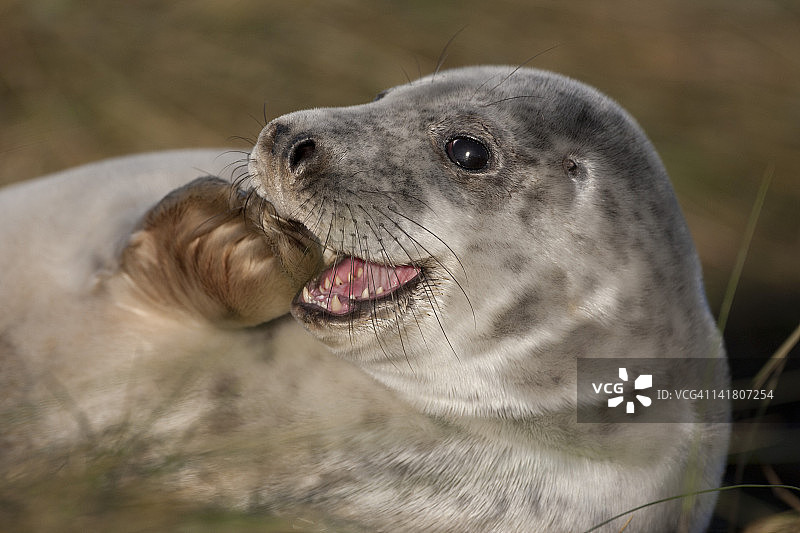 大西洋灰海豹图片素材