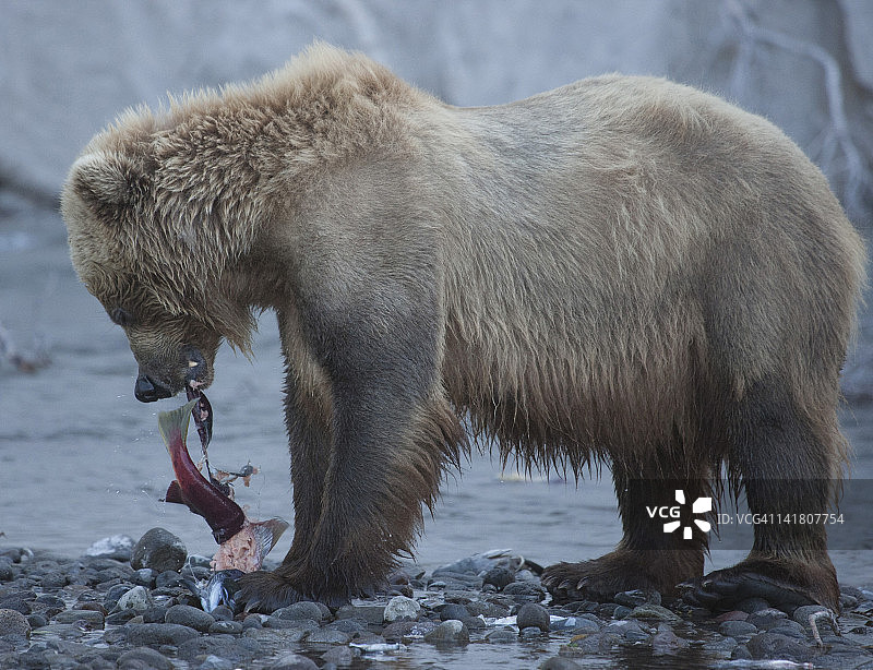 棕熊撕咬鲑鱼皮图片素材