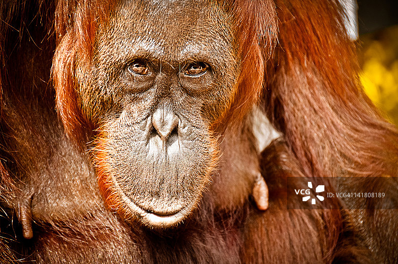 丹戎普丁的红色猩猩图片素材