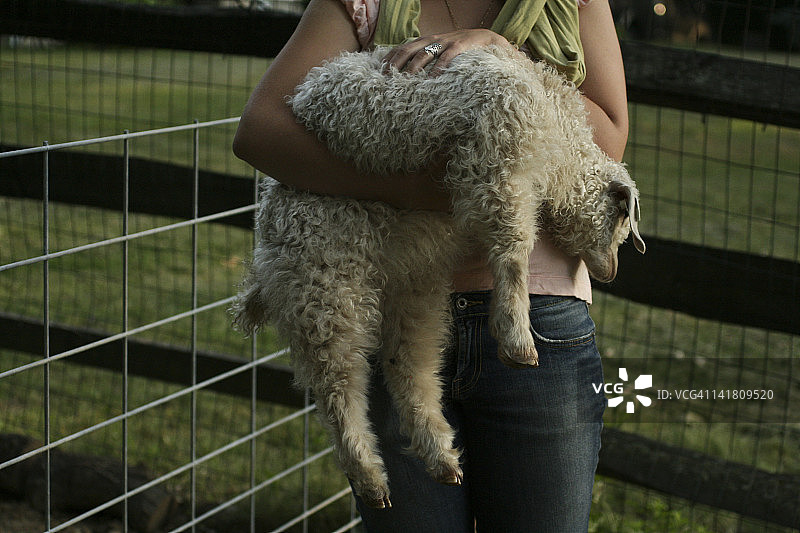 安哥拉山羊图片素材