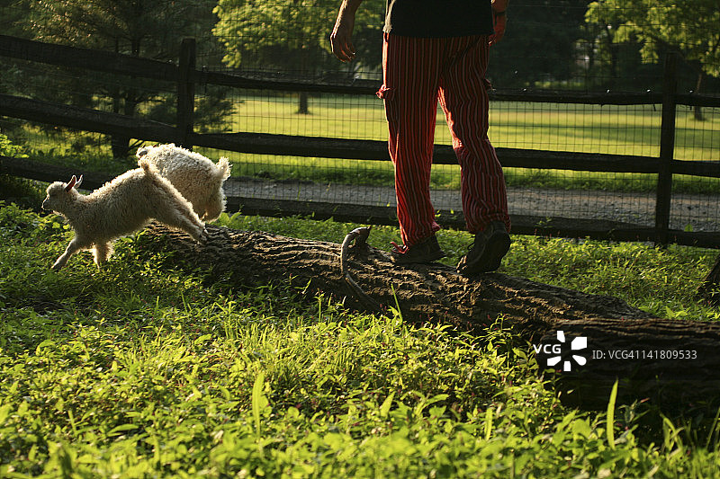 男人走在倒下的树干上图片素材