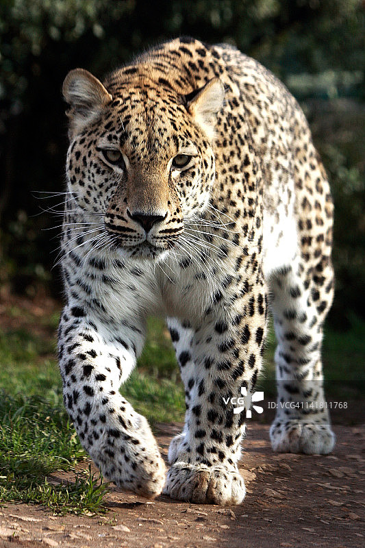 波斯豹图片素材