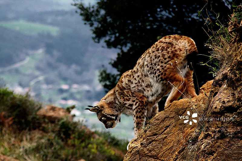 西班牙猞猁图片素材