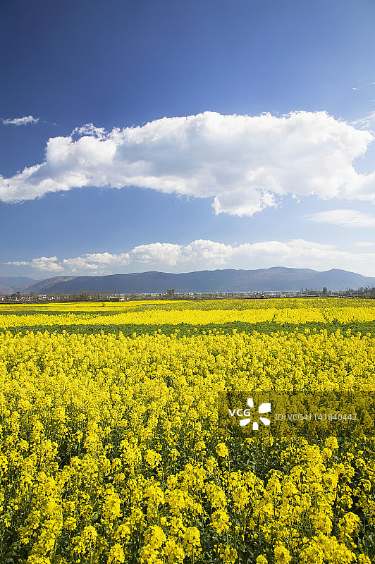 中国云南省大理三塔公园旁的春天油菜花田图片素材