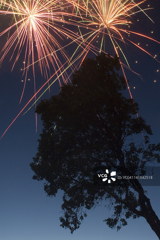 华盛顿州瓦雄岛马德罗内树轮廓上的烟花图片素材