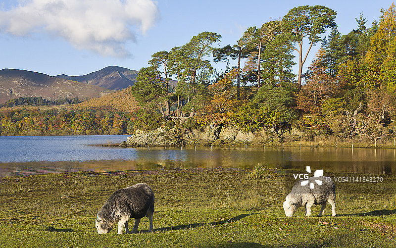 在英格兰坎布里亚郡德文特湖修士崖的赫德威克羊图片素材