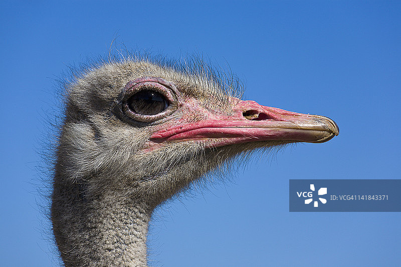 鸵鸟，学名Struthio camelus，南非奥茨胡恩图片素材