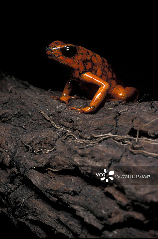 箭毒蛙，厄瓜多尔图片素材