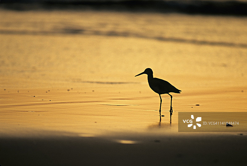 科斯达黎加塔马林多国家野生动物保护区日落时分海滩上的鹬鸟轮廓图片素材
