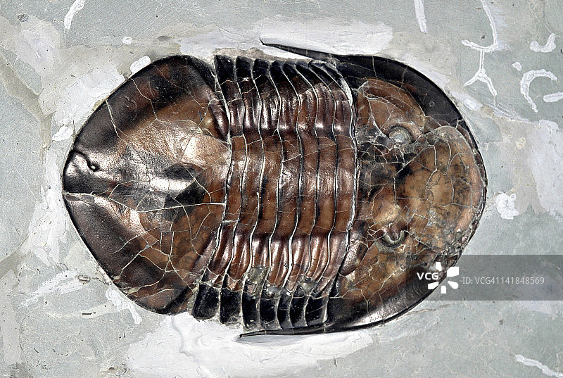 三叶虫化石图片素材