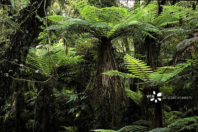 新西兰南岛西海岸国家公园：福克斯冰川下的原始森林图片素材