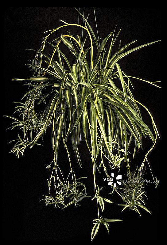 植物无性繁殖：吊兰图片素材