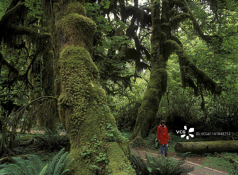 奥林匹克国家公园霍河，华盛顿，原始森林徒步图片素材