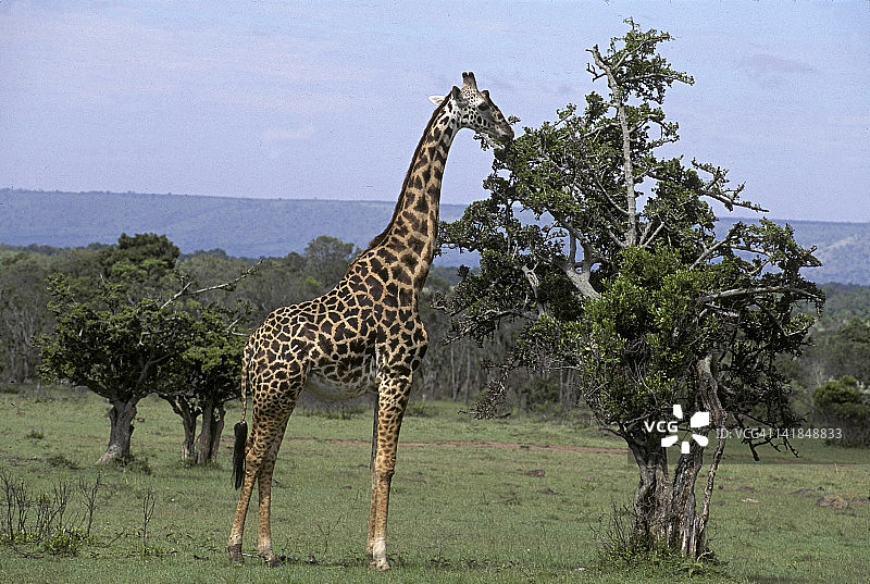 肯尼亚马赛马拉，马赛长颈鹿以金合欢树叶为食图片素材