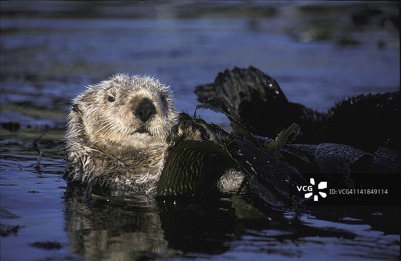 海獭，在海带中，蒙特雷湾，加利福尼亚州图片素材
