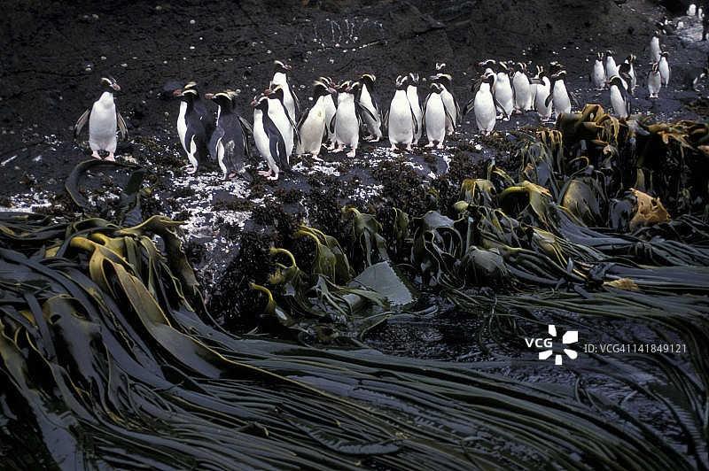 凤头企鹅——新西兰安蒂波德斯群岛特有物种图片素材