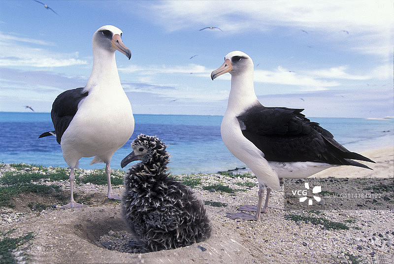 信天翁与幼鸟（中途岛，夏威夷西北部）图片素材