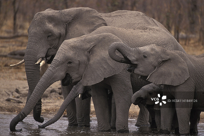 博茨瓦纳奥卡万戈三角洲象群饮水图片素材