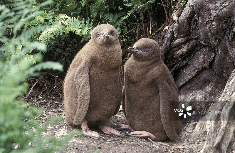 黄眼企鹅宝宝，安提波德群岛，濒危物种，拉塔森林，恩德比岛，新西兰图片素材