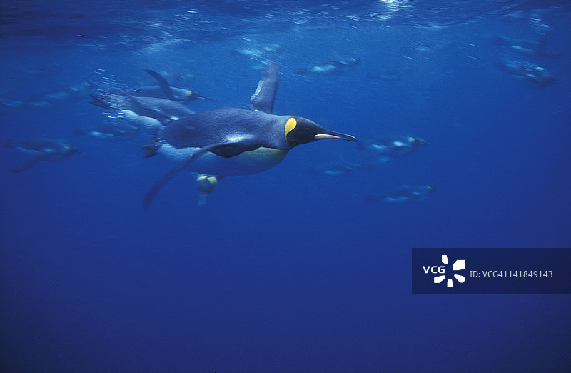 帝企鹅水下游泳，巴塔哥尼亚企鹅，麦夸里岛，亚南极地区，澳大利亚图片素材