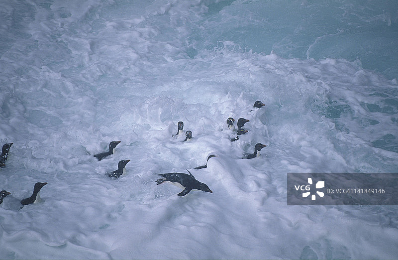 跳岩企鹅努力返回群落，凤头黄眉企鹅，福克兰群岛图片素材