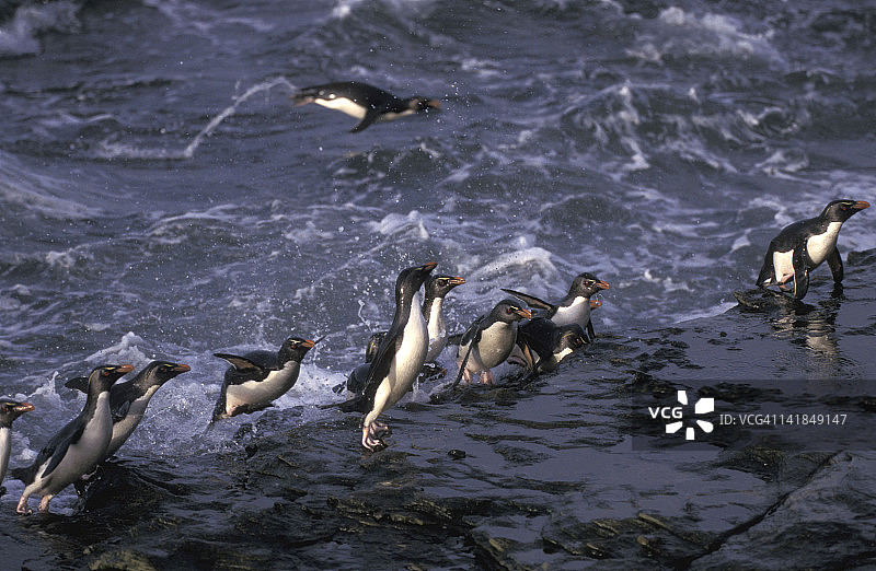 从海中返回的跳岩企鹅群。EUDYPTES CHRYSOCOME。福克兰群岛。图片素材